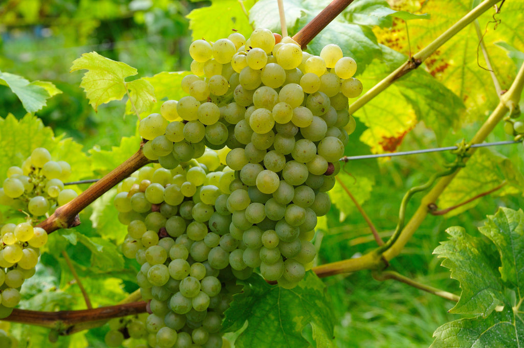 Weinprofil EDITION XVI: 2024 Chardonnay trocken