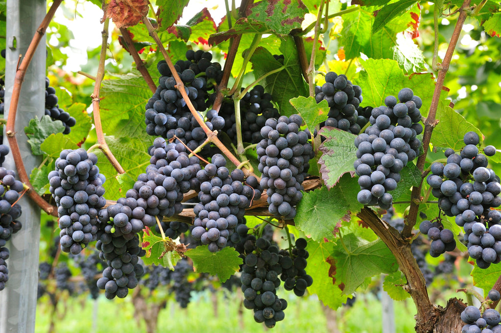 Weinprofil EDITION XV: 2024 Spätburgunder Rosé trocken